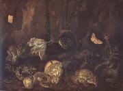SCHRIECK, Otto Marseus van Still Life with Insects and Amphibians (mk14) oil painting picture wholesale